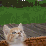cats1.gif