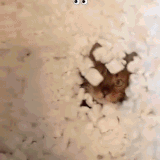 cats1A.gif