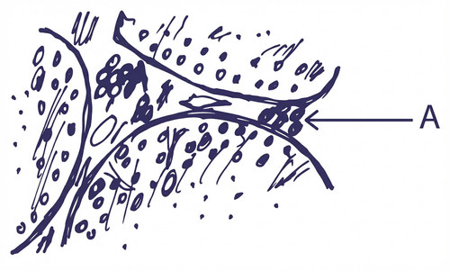 embryologie emd1 2015 ce 0001 nbp.jpg