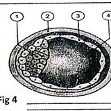 embryologie emd 2020 ce 0007.png