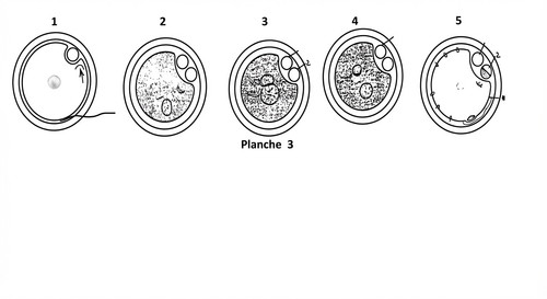 embryologie emd 2020 ce 0008 nbp.jpg
