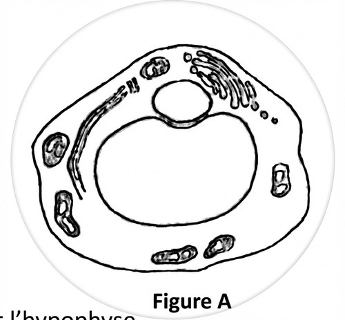 embryologie emd1 2018 ce 0004 nbp.jpg