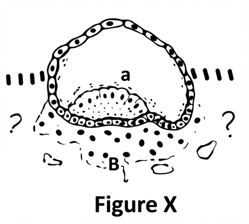 embryologie rattrapage 2022 ce 0003 nbp.jpg