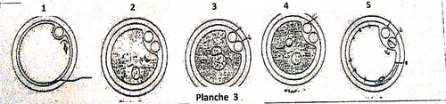 embryologie emd 2020 ce 0008.png