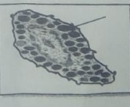 histologie emd1 2018 ce 0001.png