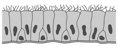 histologie emd1 2018 ce 0002 nbp.jpg