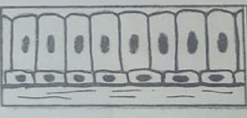 histologie emd1 2018 ce 0003.png