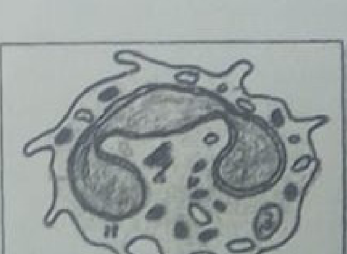 histologie emd2 2018 ce 0001.png