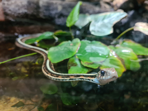 San Fransisco snake.jpg