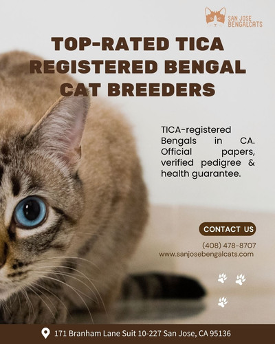 Registered Bengal cat breeders in California.jpg