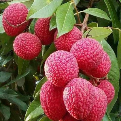 online plant bazar red litchi gr.jpg