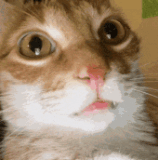 ezgif 4993b0aa0b9f7e1e.gif