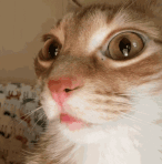 ezgif 4f49aa8450b3c97a.gif