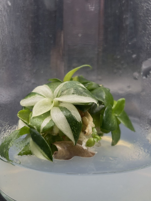 Philodendron white wizard.jpg