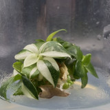 Philodendron white wizard