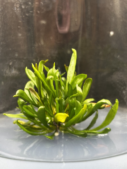 Heliamphora minors.jpg