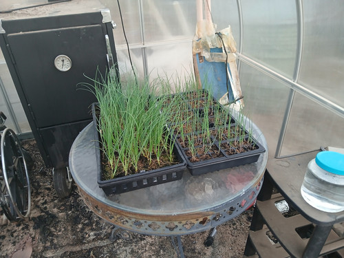 ONIONS TO GREENHOUSE 2.jpg