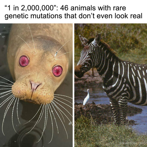unique genetic animal mutations.jpg