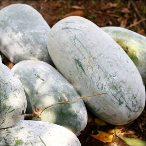 11 f86ash gourd seeds1 bdsresolv.jpg