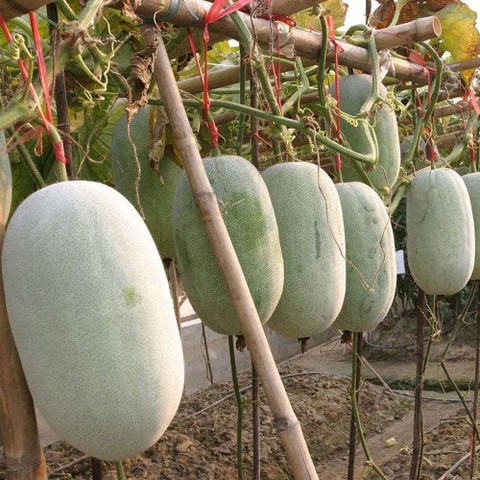 13 ash gourd mithai petha hybrid.jpg