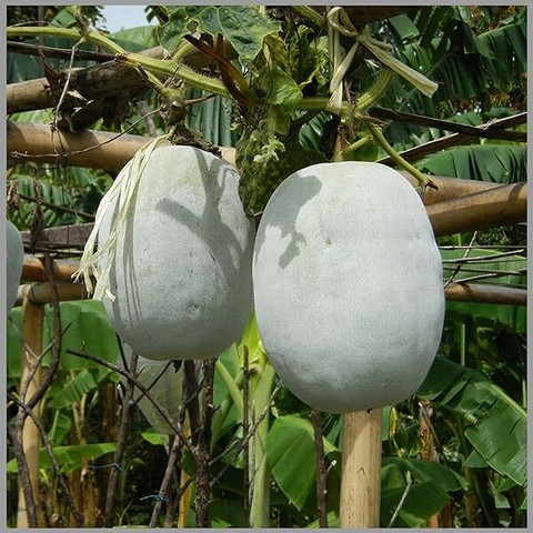 72 f88ash gourd seeds for home g.jpg