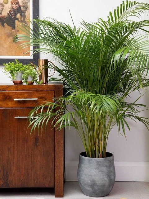 no perennial yes areca palm heal.jpg