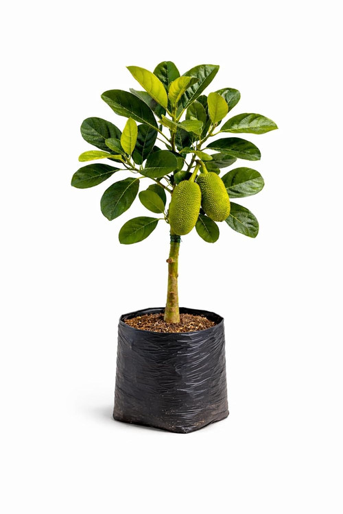 61enjb+zMGL. SL1500 .jpg