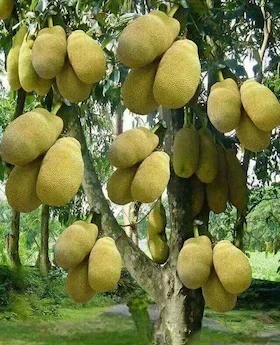 cloud farm hybrid jack fruit pla.jpg