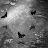 0bff213227c5df58ada52aedc06899e6