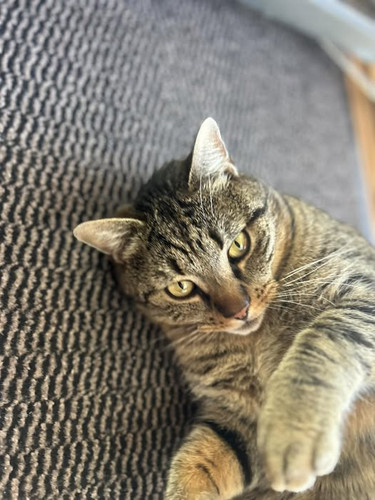 643865264 1294257839418150 8226846634587603906 n.jpg?stp=cp6 dst jpg p526x296 tt6& nc cat=108&ccb=1 .jpg