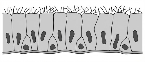 histologie emd1 2018 ce 0002 nbp.jpg