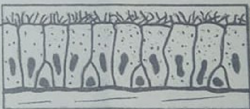 histologie emd1 2018 ce 0002.png