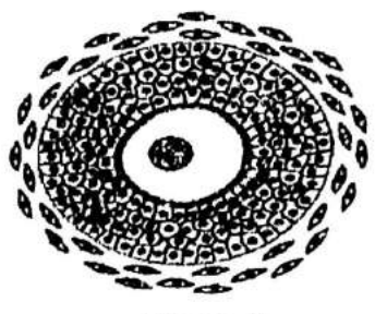 embryologie emd 2022 ce 0007.png