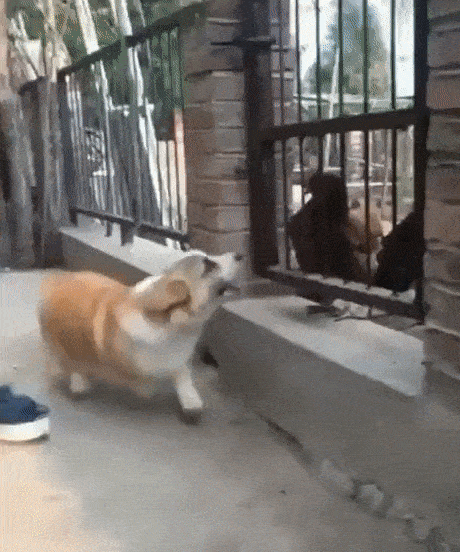 qfl7N6l.gif