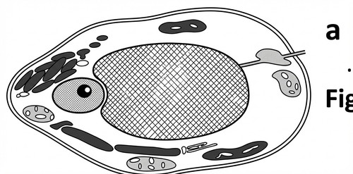 embryologie emd 2022 ce 0006 nbp.jpg