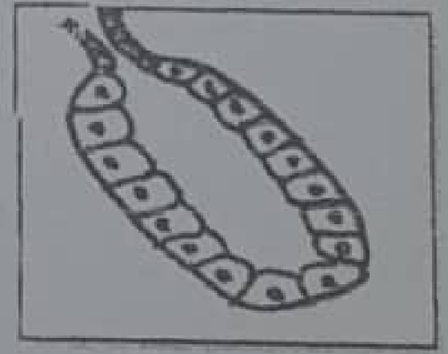 histologie emd 2019 ce 0002.png