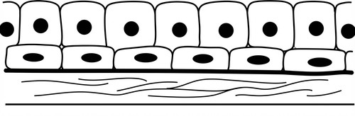 histologie emd 2019 ce 0004 nbp.jpg