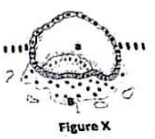 embryologie rattrapage 2022 ce 0003.png