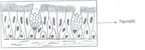 histologie emd1 2016 ce 0001.png