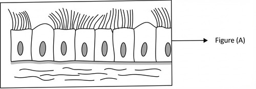histologie emd1 2016 ce 0002 nbp.jpg