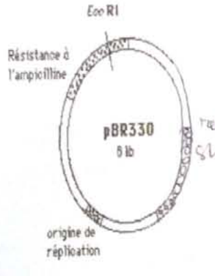 genetique emd3 2014 ce 0001.png
