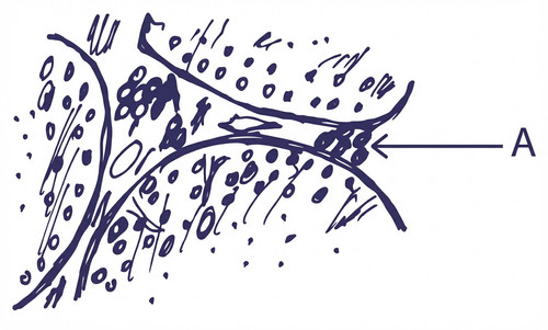 embryologie emd1 2015 ce 0001 nbp.jpg