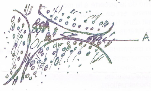 embryologie emd1 2015 ce 0001.png