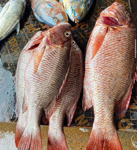 Red snapper.jpg