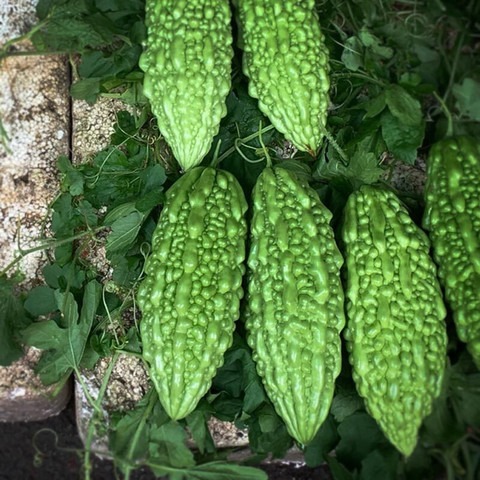 30 bitter melon seeds jayanta ha.jpg