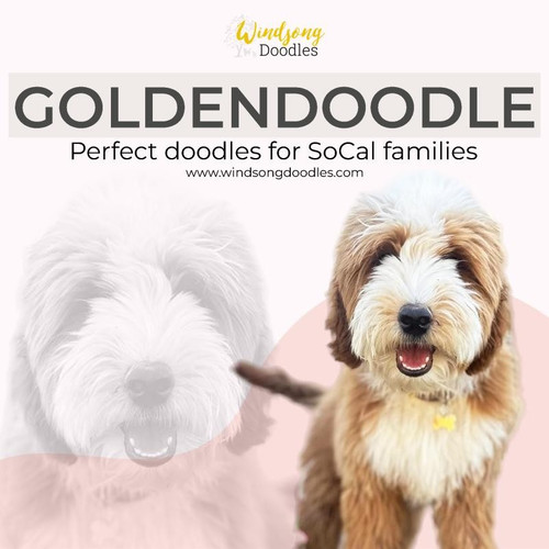 Goldendoodle Southern California.jpg
