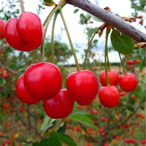 yes biennial no cherry plant sma.jpg