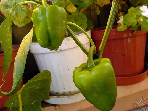 50 hycapsseeds 07 tricone origin.jpg