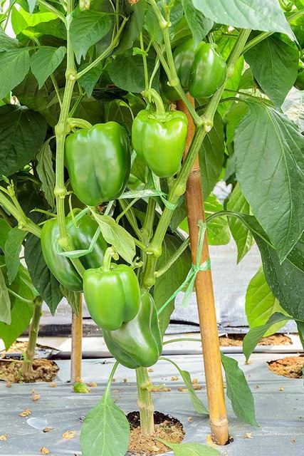 10 capsicum bell pepper shimla 1.jpg