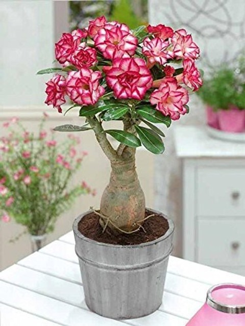 annual no no rsp 35 1 bala plant.jpg